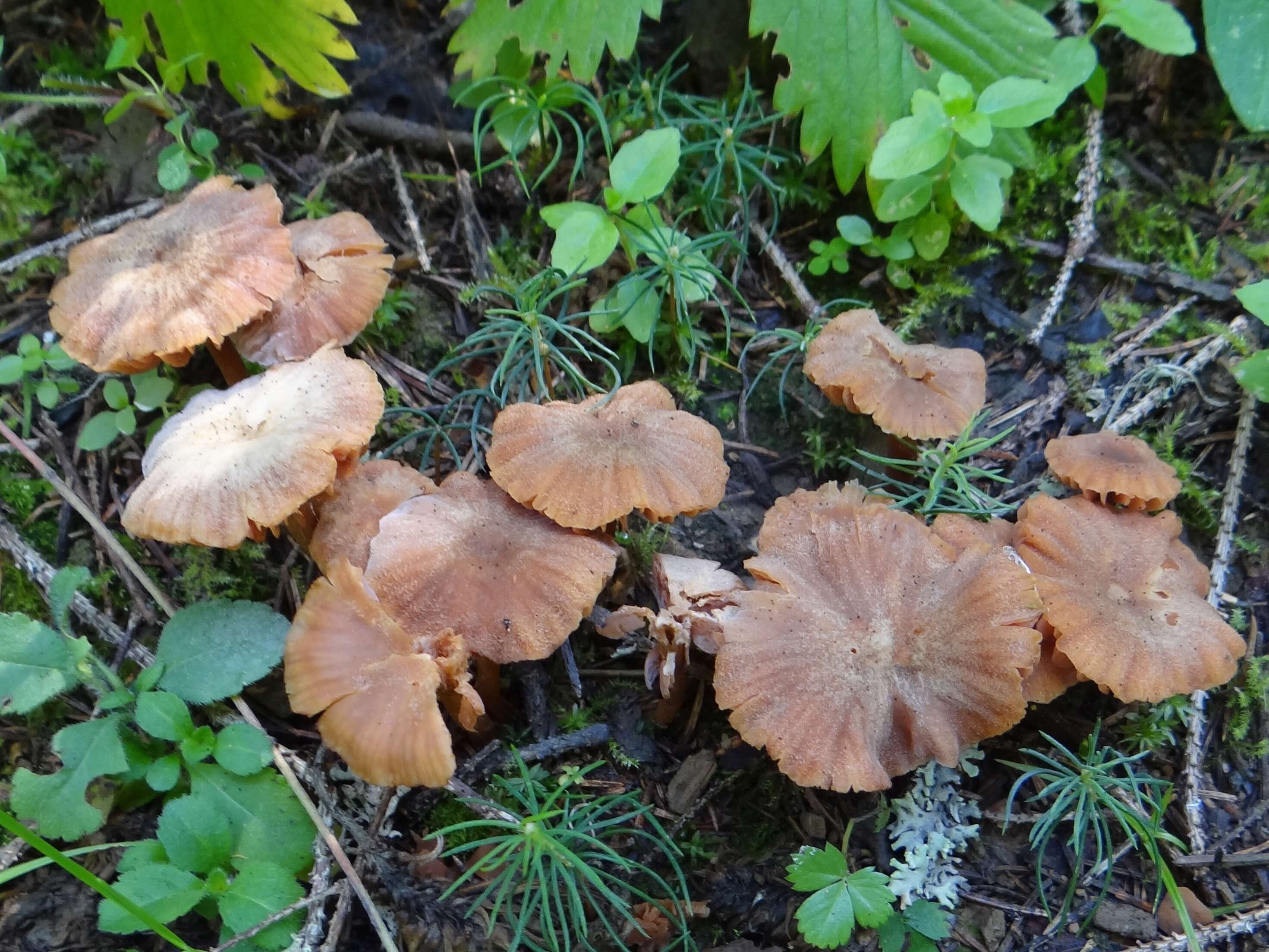 Image of Laccaria laccata (Scop.) Cooke 1884