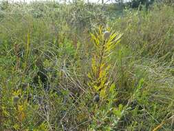 Imagem de Isopogon anemonifolius (Salisb.) Knight