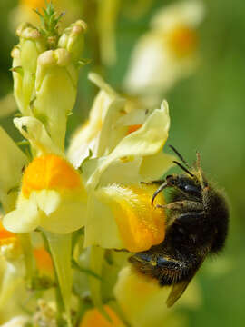 Image of Bombus ruderarius (Müller 1776)