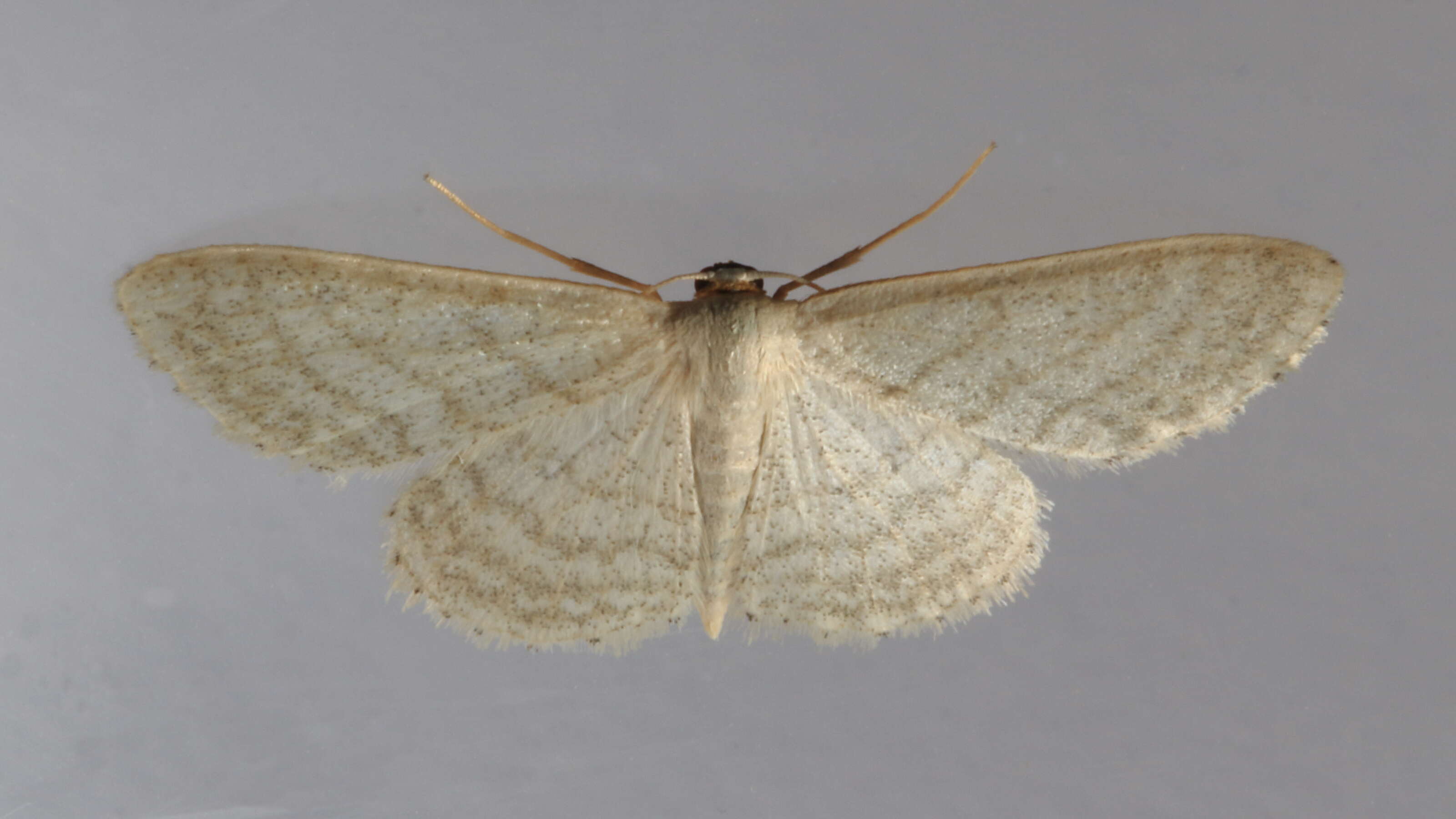 صورة Idaea subsericeata Haworth 1809