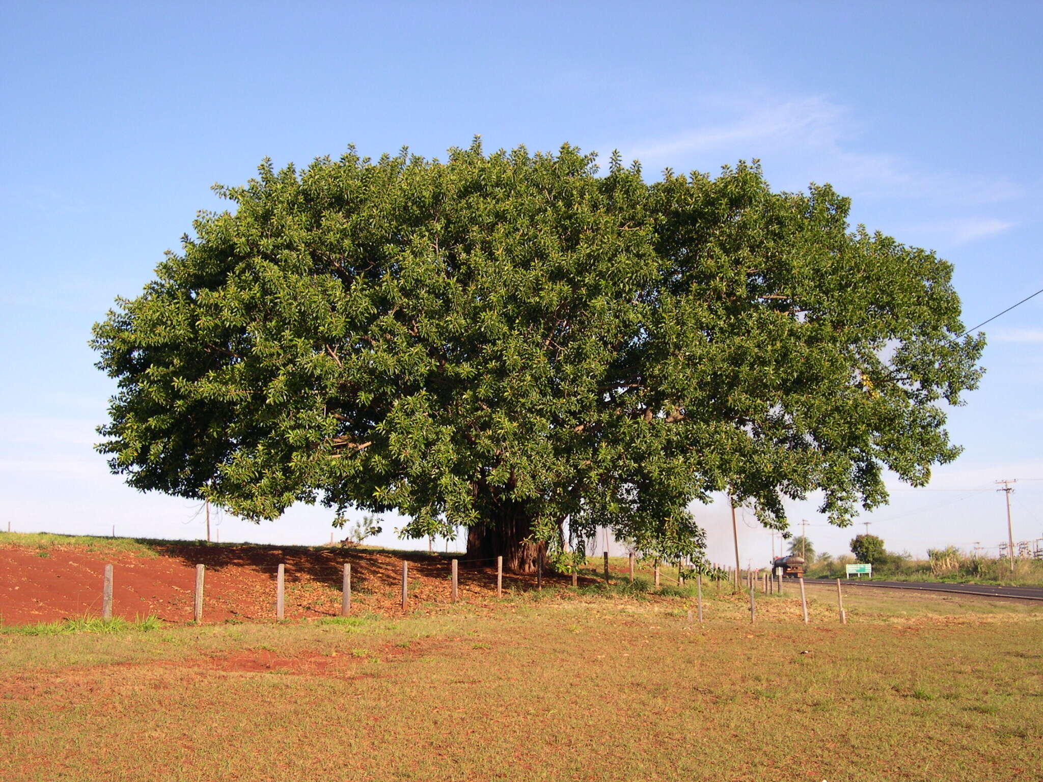 Image of Indian rubberplant