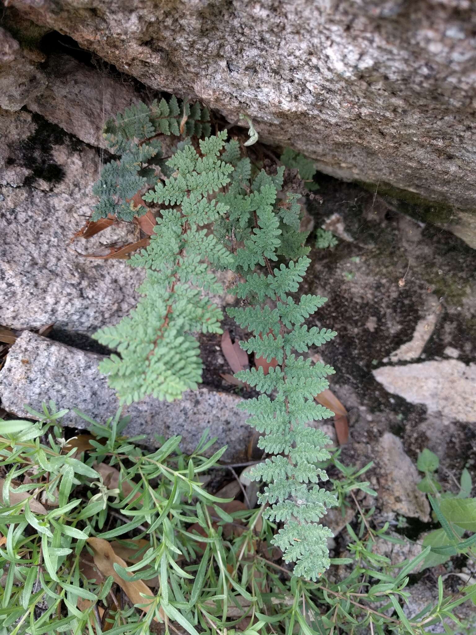 Image of Woolly lipfern