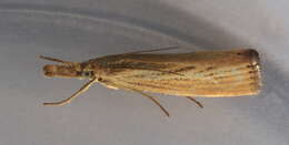 صورة Agriphila straminella