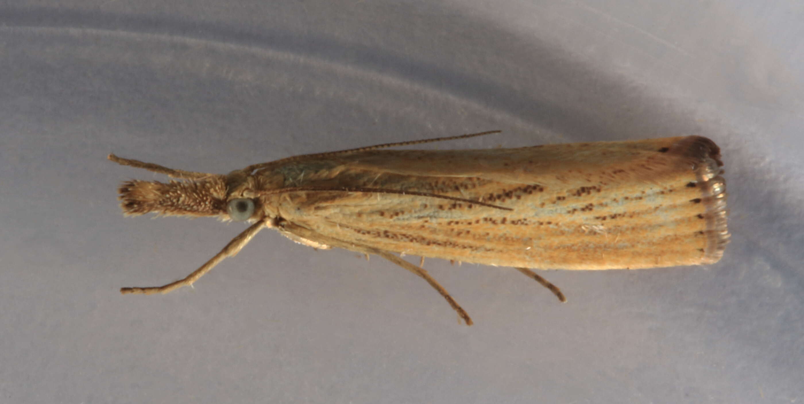 صورة Agriphila straminella