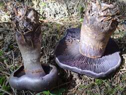 Image of Cortinarius violaceus (L.) Gray 1821