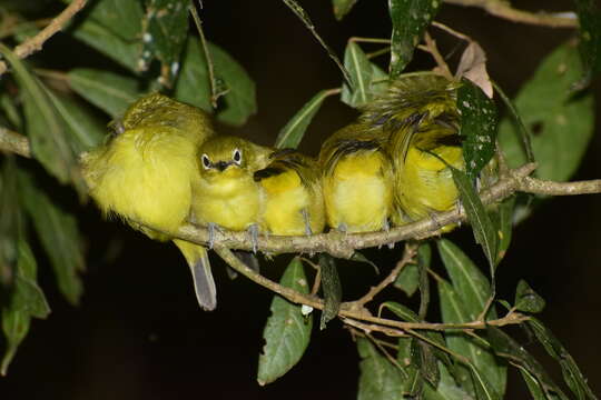 Image of Southern Yellow White-eye