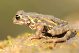 Image of Amboli toad