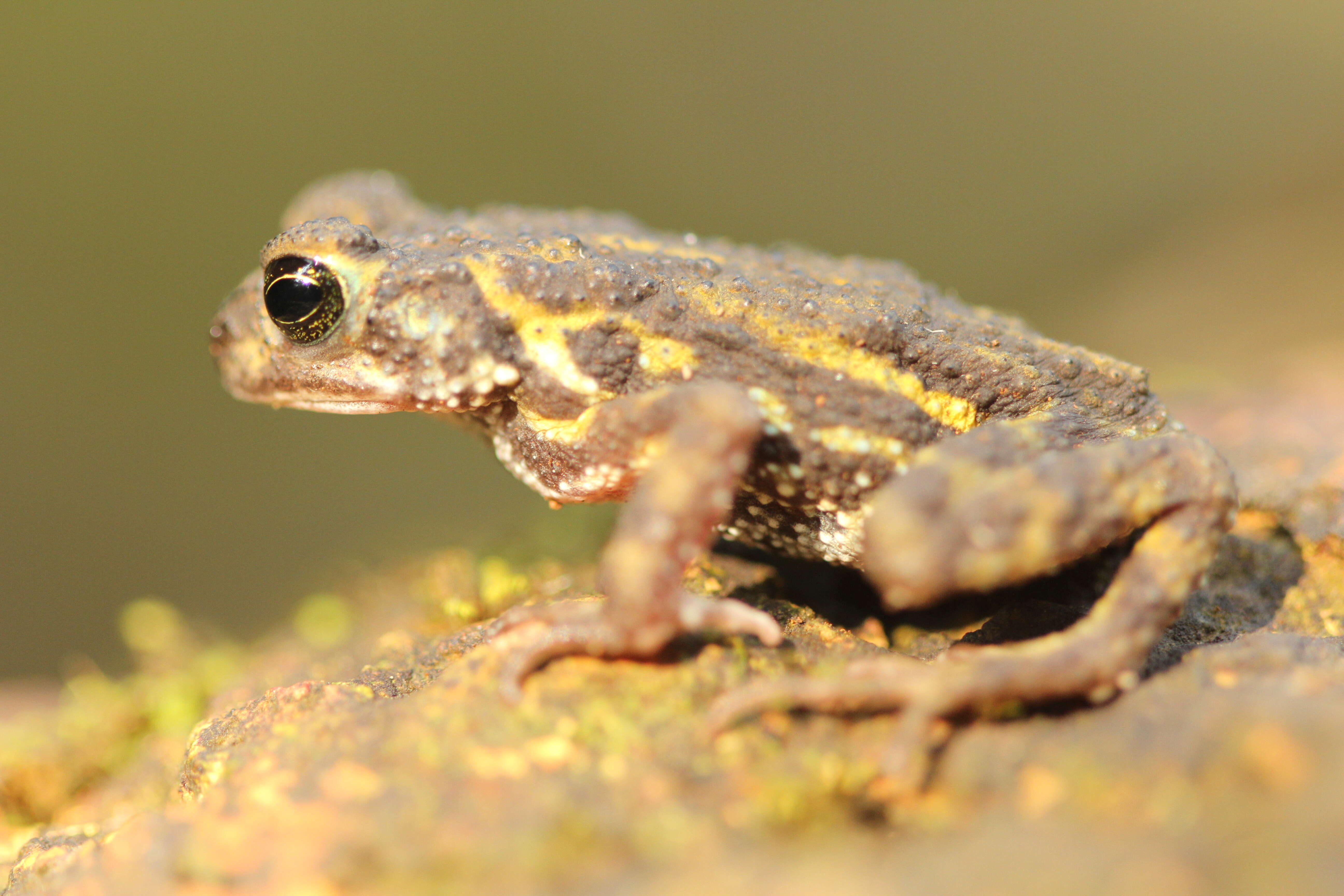 Image of Amboli toad