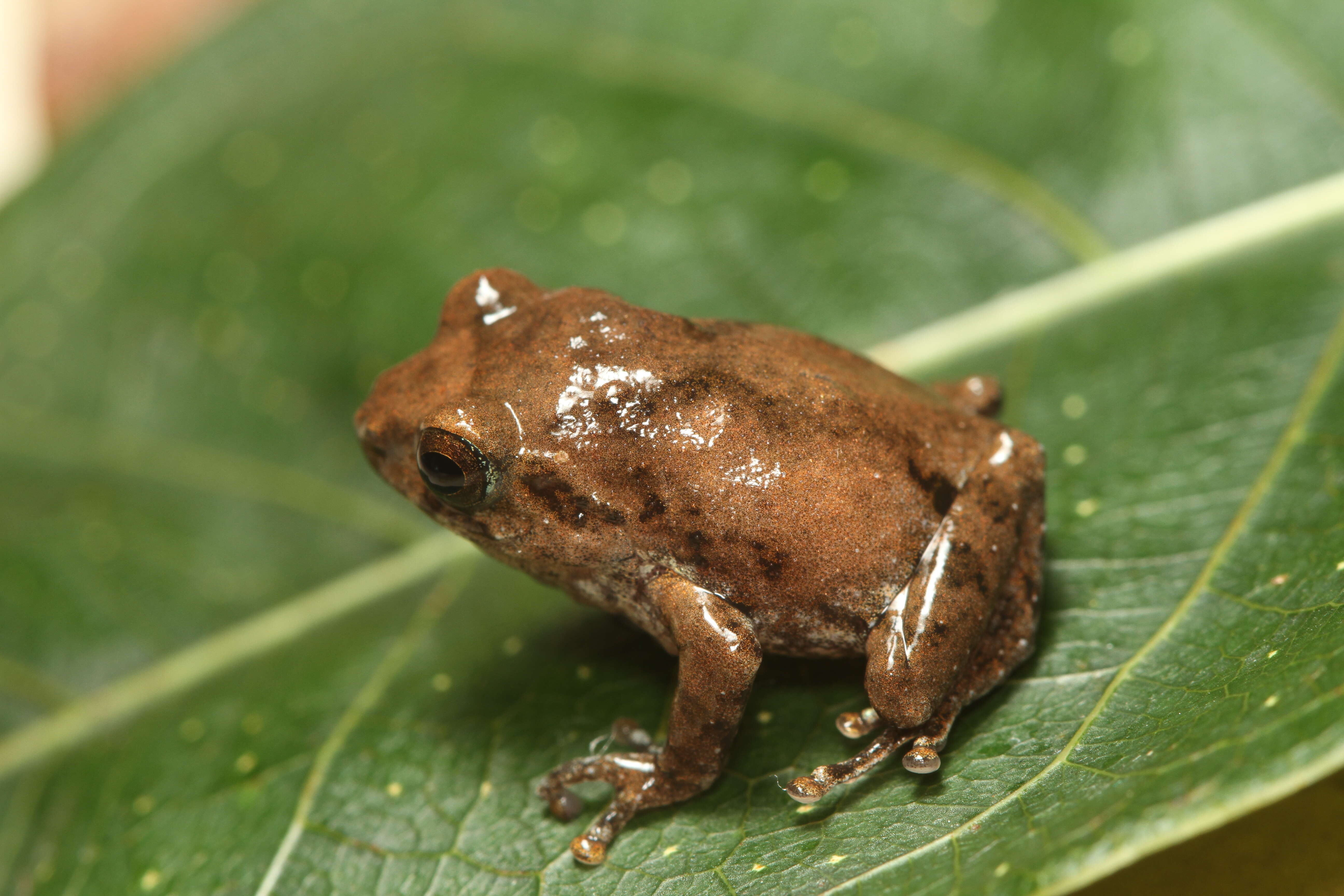 Image of Kudremukh bush frog