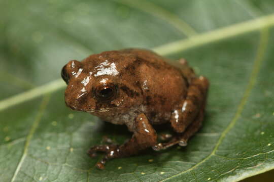 Image de Raorchestes tuberohumerus (Kuramoto & Joshy 2003)