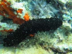 Image de Holothuria subgen. Panningothuria Rowe 1969