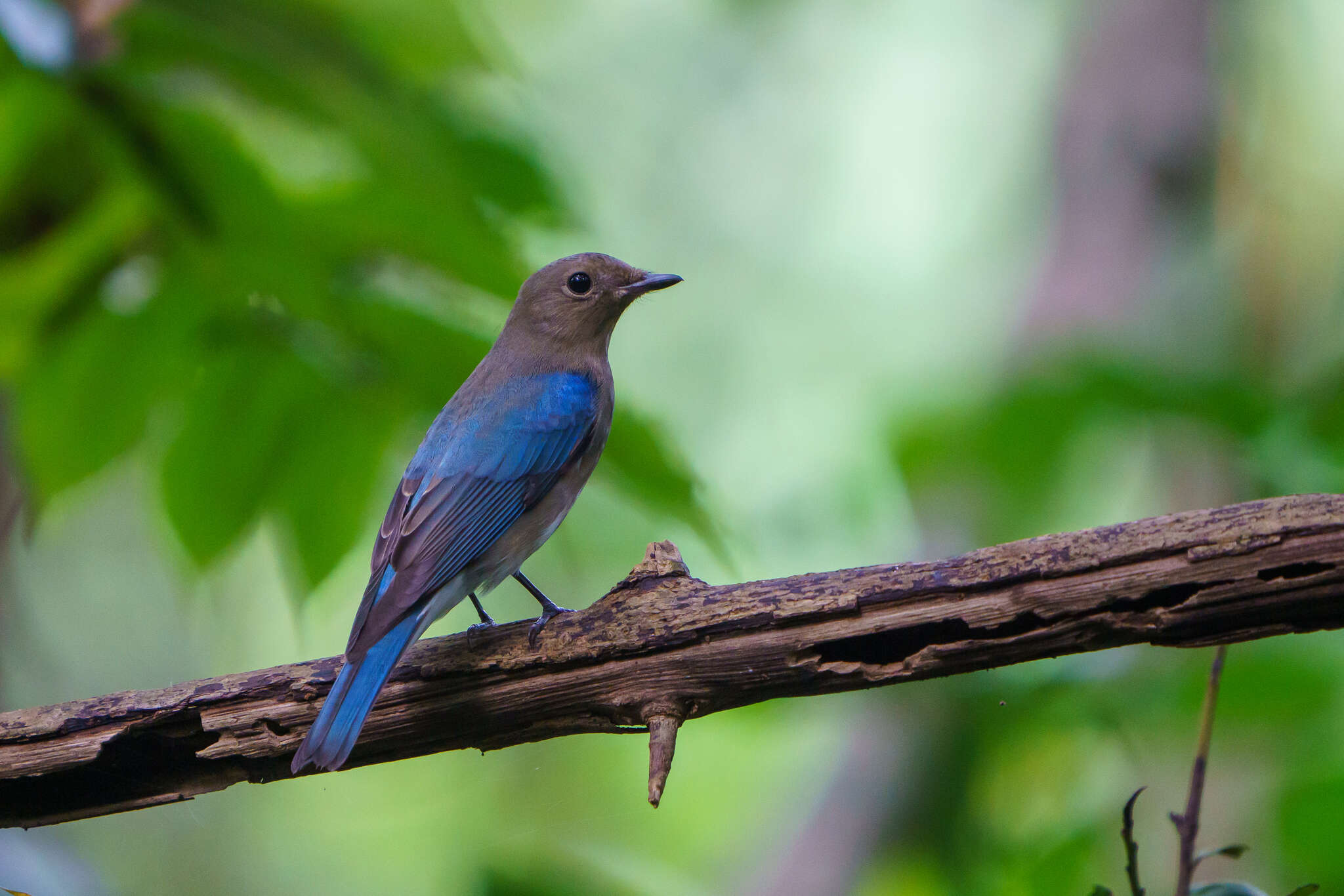 Image of Zappey's Flycatcher