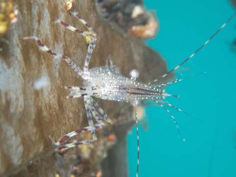 Image of dock shrimp