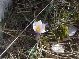 Image of Crocus weldenii Hoppe & Fürnr.