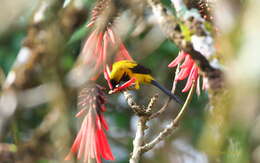 Image of Yellow-backed Oriole