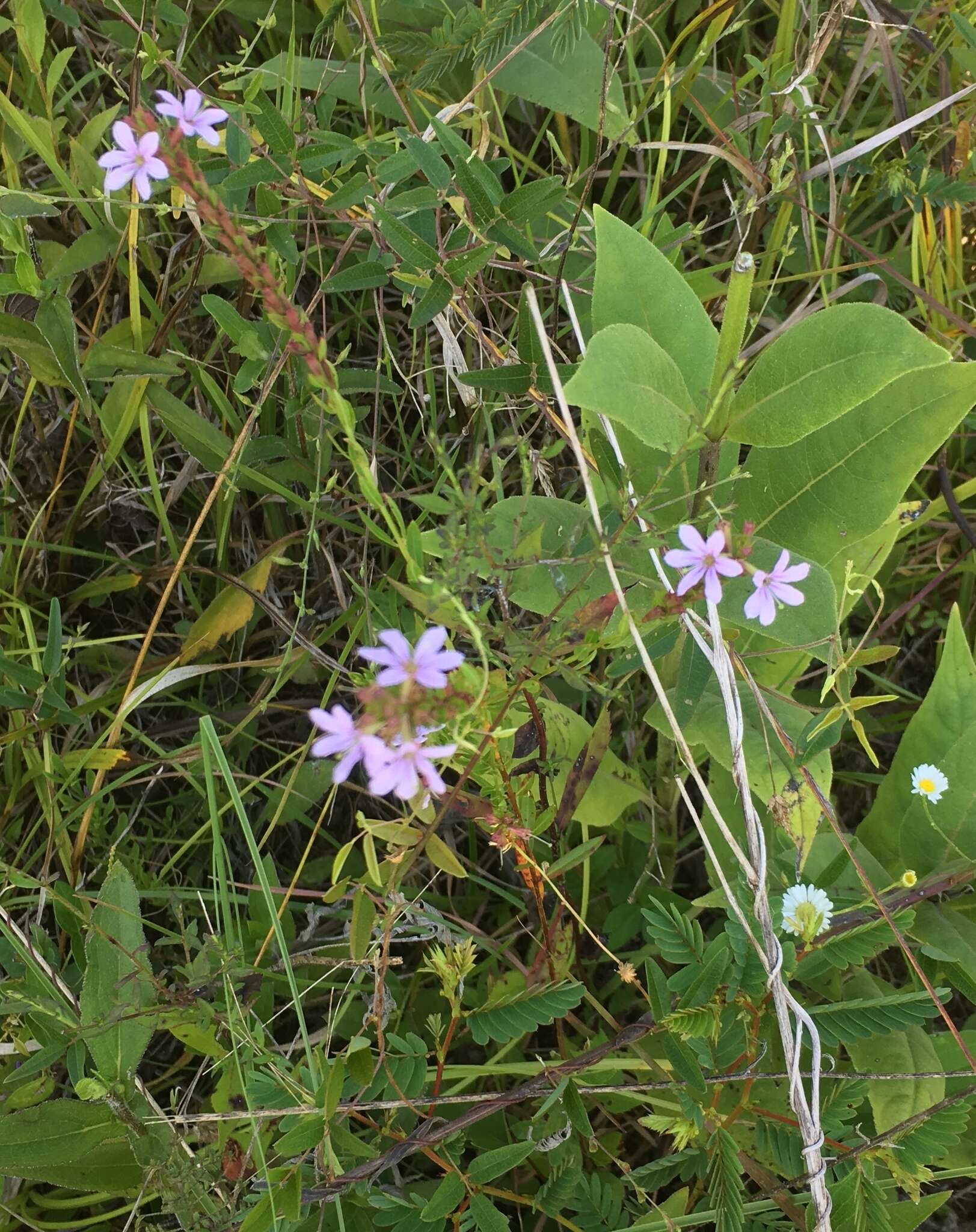 Imagem de Lythrum alatum subsp. lanceolatum (Elliott) A. Haines