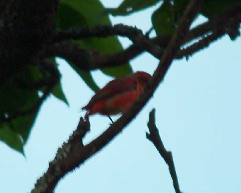 Image of Summer Tanager