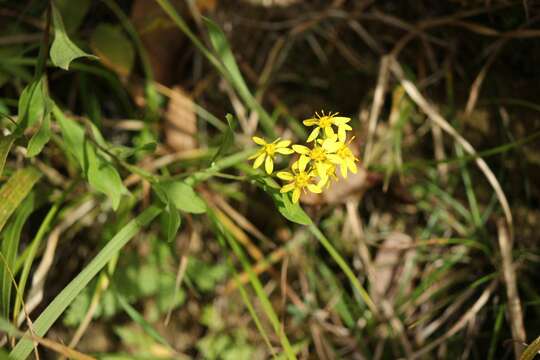 Image of Solidago virgaurea subsp. asiatica (Nakai ex Hara) Kitam. ex Hara