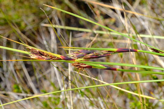 Image of Cyathocoma hexandra (Nees) Browning