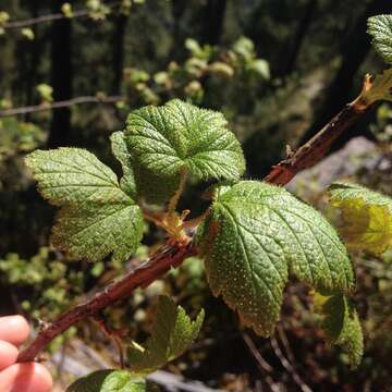 Image of Ribes ciliatum Humb. & Bonpl. ex Roem. & Schult.