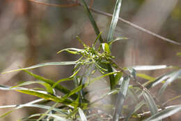 Image of Dracaena reflexa var. occidentalis H. Perrier