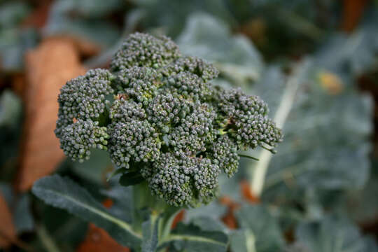 Image of sprouting broccoli