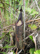 Image of Pitcher plant