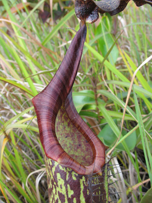 Image of Pitcher plant