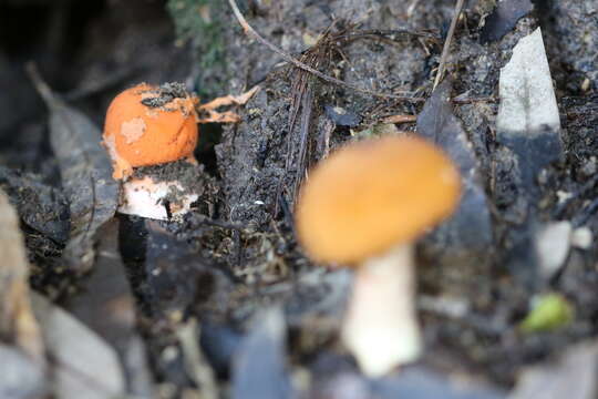 Image of Amanita armeniaca A. E. Wood 1997