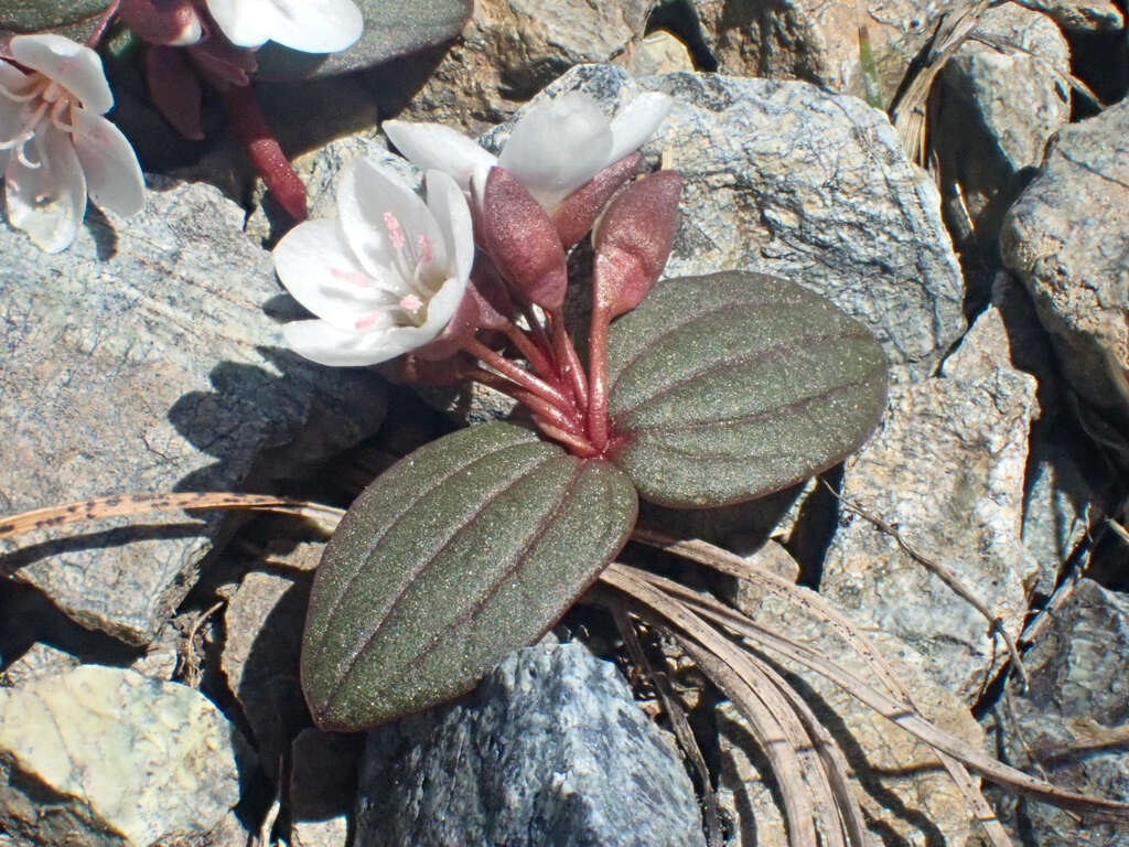 <i>Claytonia obovata</i> resmi