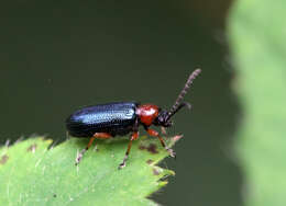 Image of Cereal leaf beetle