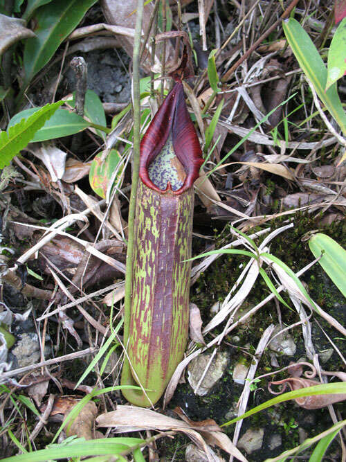 Image of Pitcher plant