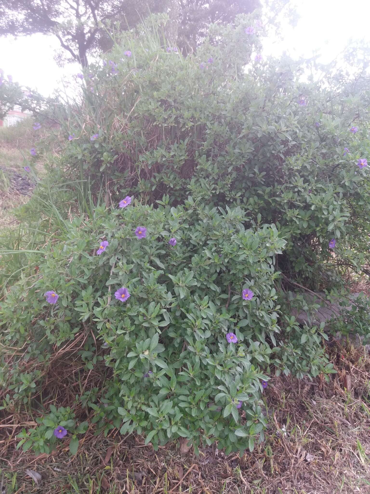 Image de Lycianthes lycioides (L.) Hassler