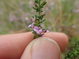 Image of Muraltia satureioides var. floribunda Levyns