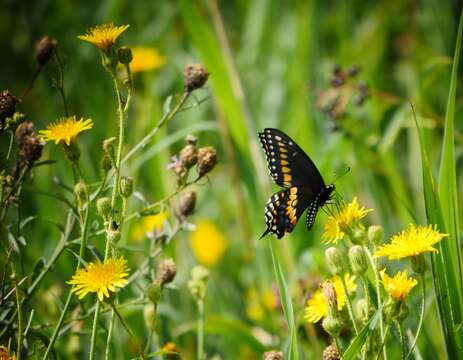 Image of Black Swallowtail