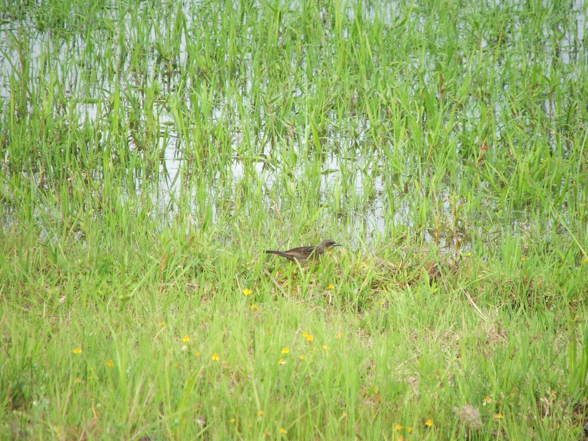 Image of Unicolored Blackbird