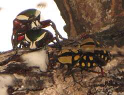 Image of Mecynorhina (Amaurodes) passerinii (Westwood 1843)