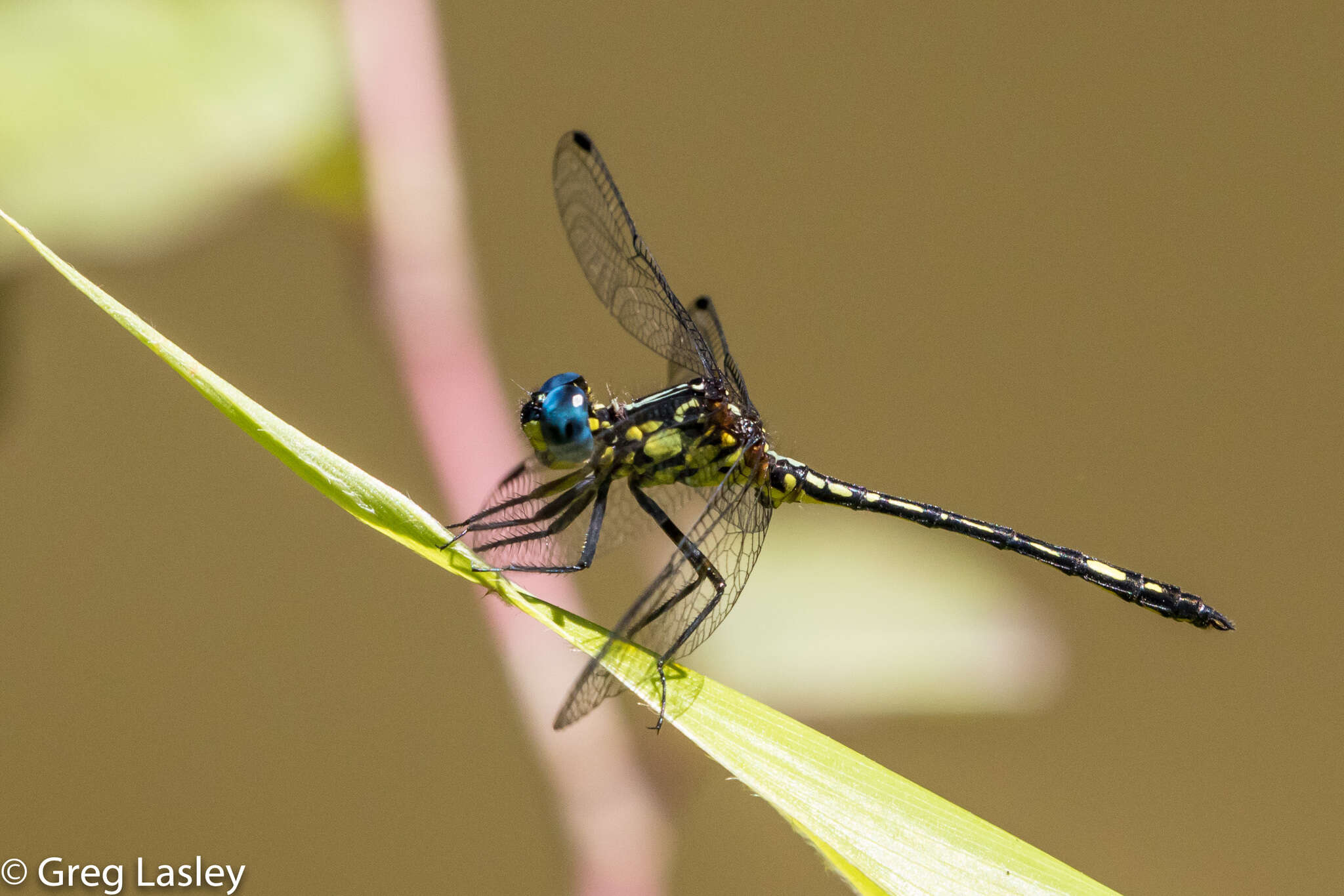 Image of Neodythemis hildebrandti Karsch 1889