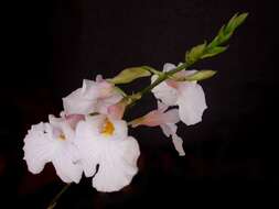 Image of Rodriguezia obtusifolia (Lindl.) Rchb. fil.