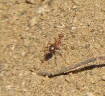 Image of Myrmecocystus wheeleri Snelling 1971