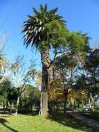 Image of Ficus luschnathiana (Miq.) Miq.