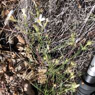 Image of Santa Catalina Mountain phlox