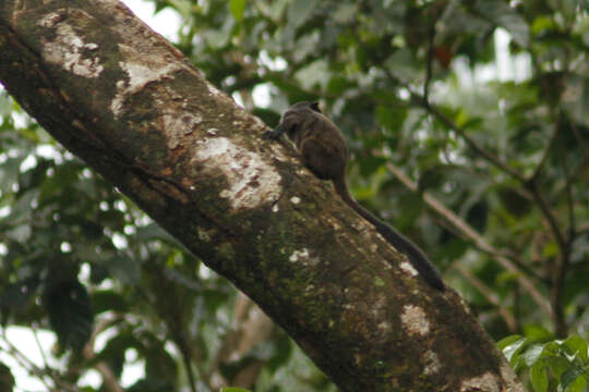 Image of Graells's tamarin