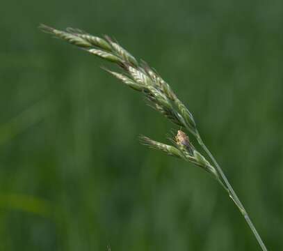 صورة Bromus hordeaceus subsp. hordeaceus