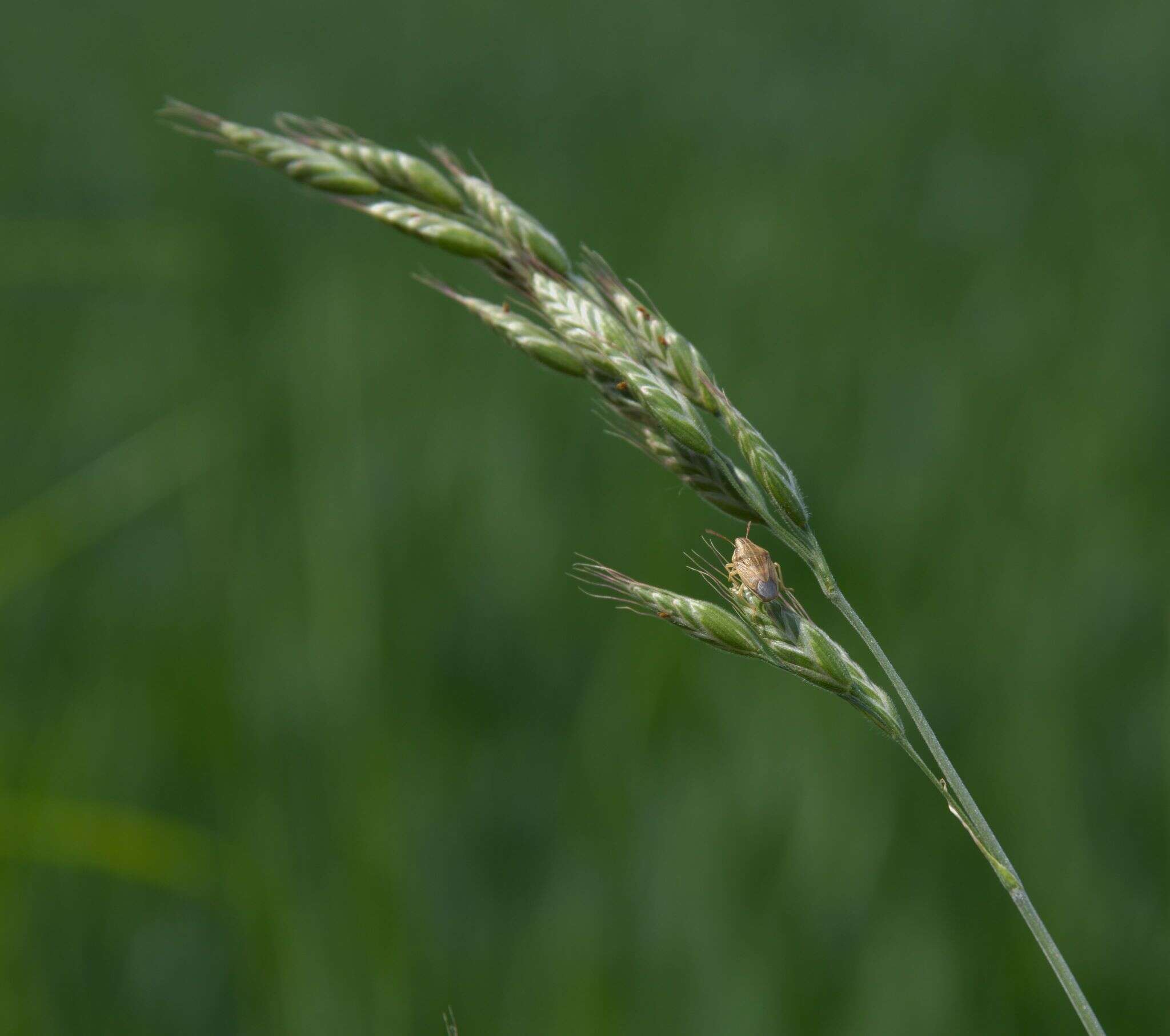 Image of soft brome