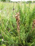 Oxytropis muricata (Pall.) DC. resmi