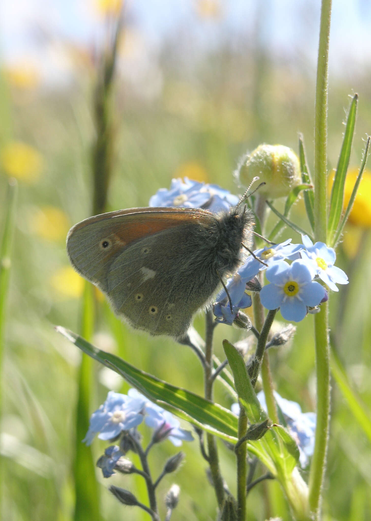 Image of Coenonympha tullia chatiparae Sheljuzhko 1937