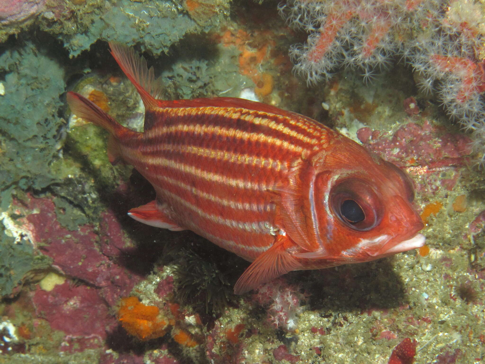 Image of Red Striped Squirrelfish