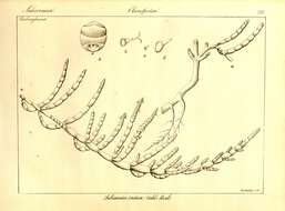 Imagem de Tecticornia indica (Willd.) K. A. Sheph. & Paul G. Wilson