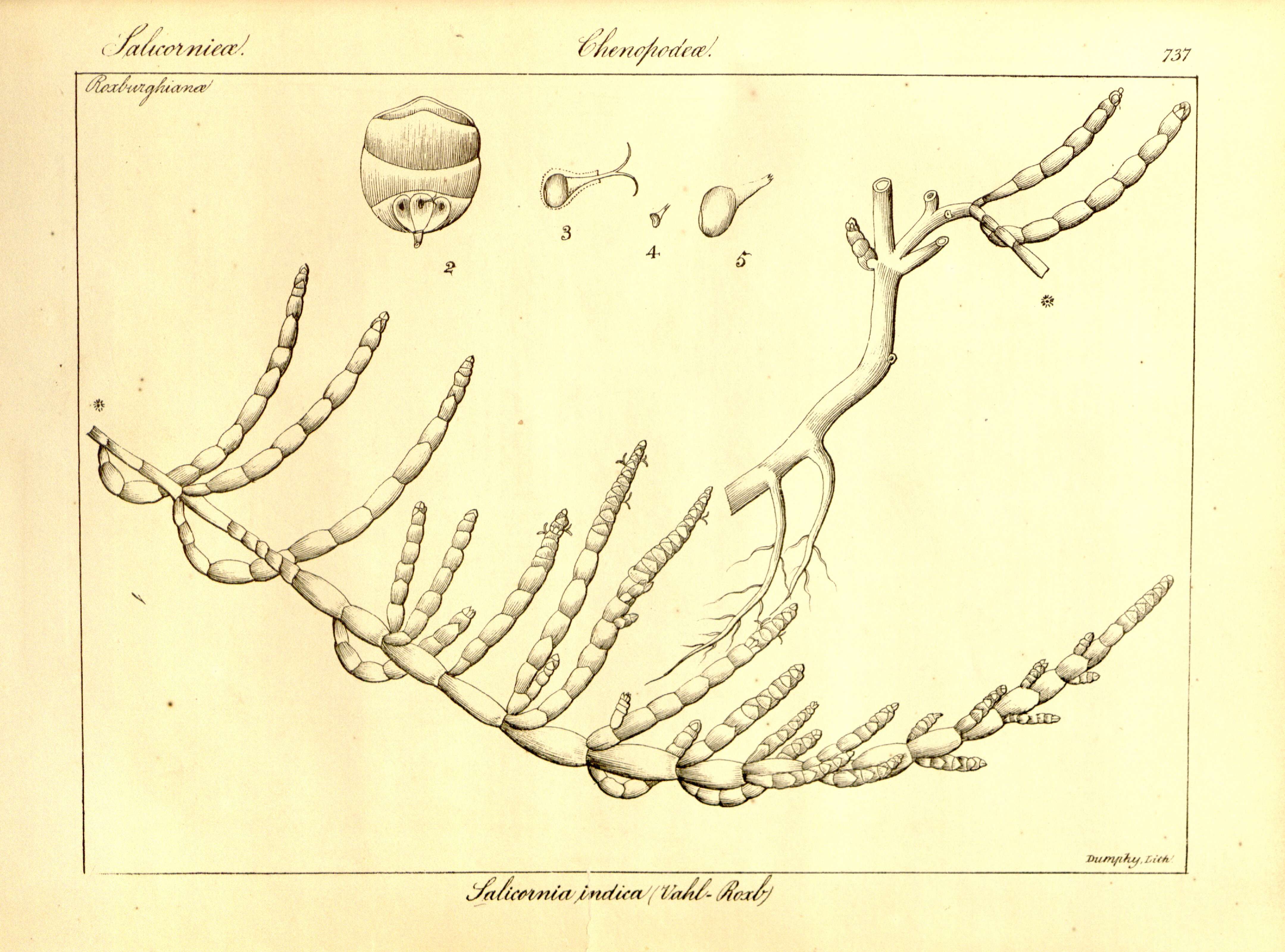 Imagem de Tecticornia indica (Willd.) K. A. Sheph. & Paul G. Wilson